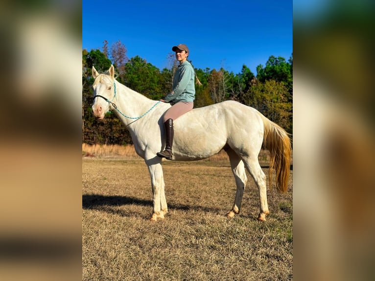 American Quarter Horse Ruin 7 Jaar Champagne in Texarkana Tx