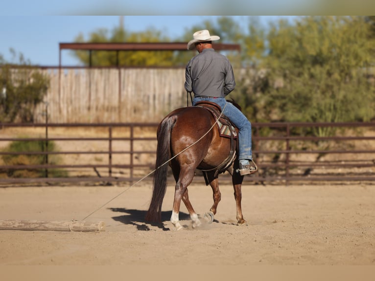 American Quarter Horse Ruin 7 Jaar Donkere-vos in East Helena