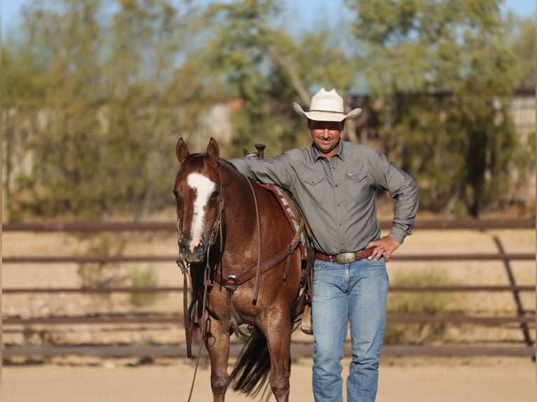 American Quarter Horse Ruin 7 Jaar Donkere-vos in East Helena