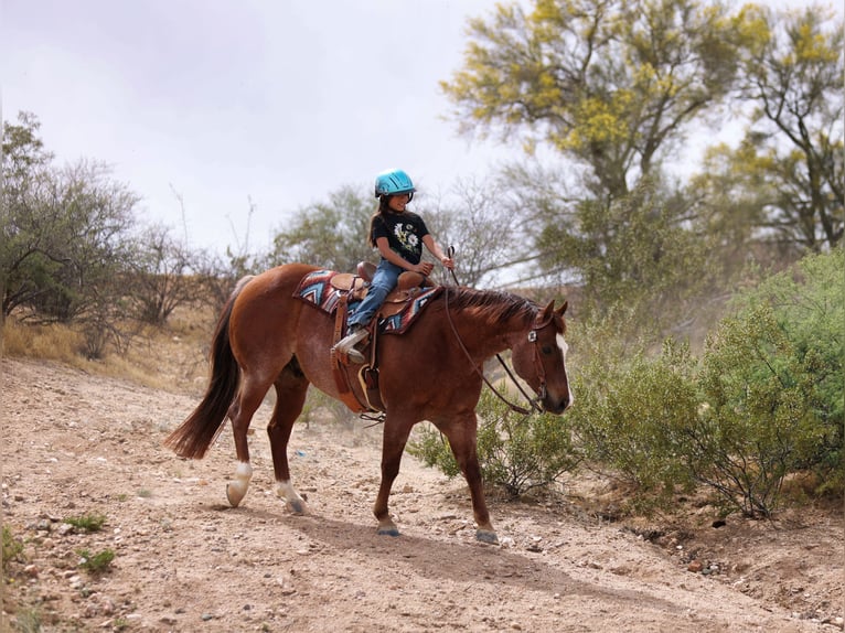 American Quarter Horse Ruin 7 Jaar Donkere-vos in East Helena