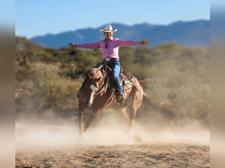 American Quarter Horse Ruin 7 Jaar Donkere-vos in East Helena