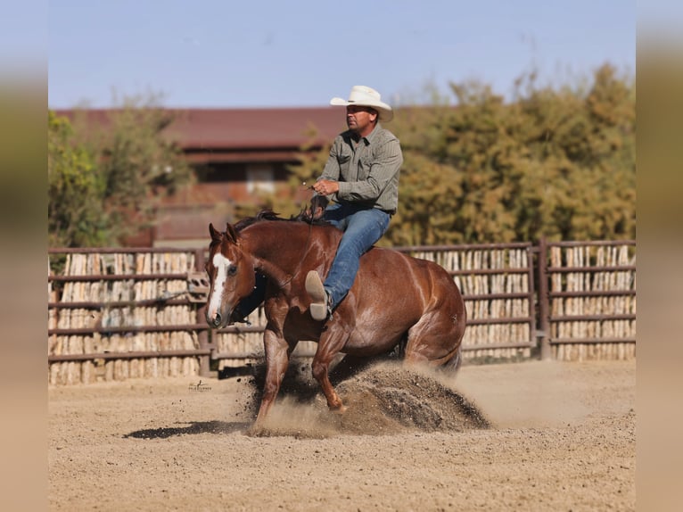 American Quarter Horse Ruin 7 Jaar Donkere-vos in East Helena