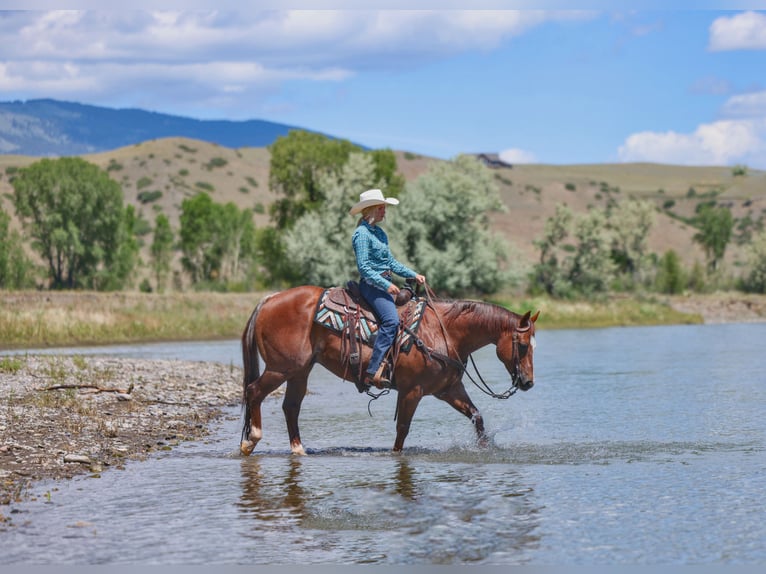 American Quarter Horse Ruin 7 Jaar Donkere-vos in East Helena