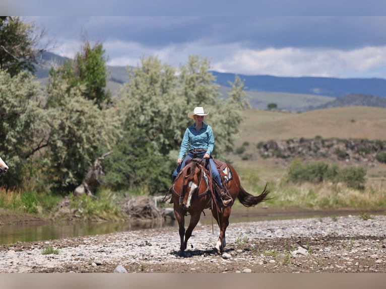 American Quarter Horse Ruin 7 Jaar Donkere-vos in East Helena