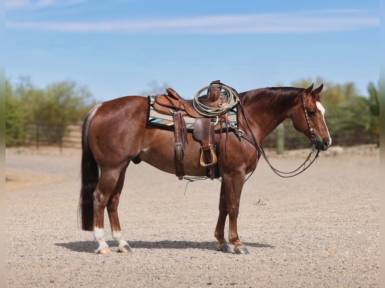 American Quarter Horse Ruin 7 Jaar Donkere-vos in East Helena