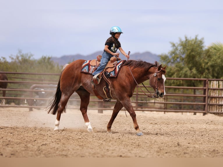 American Quarter Horse Ruin 7 Jaar Donkere-vos in East Helena