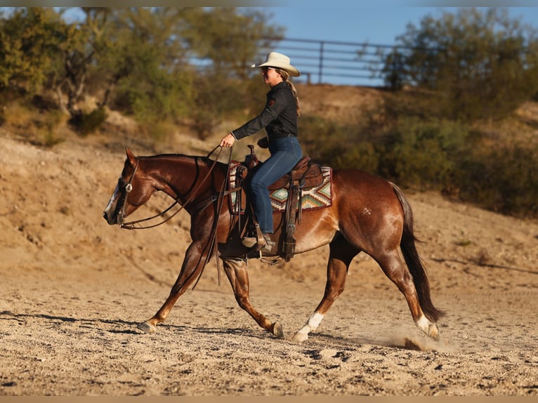 American Quarter Horse Ruin 7 Jaar Donkere-vos in East Helena