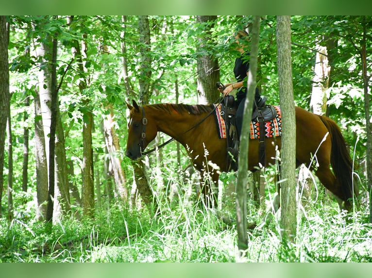 American Quarter Horse Ruin 7 Jaar Donkere-vos in Strasburg