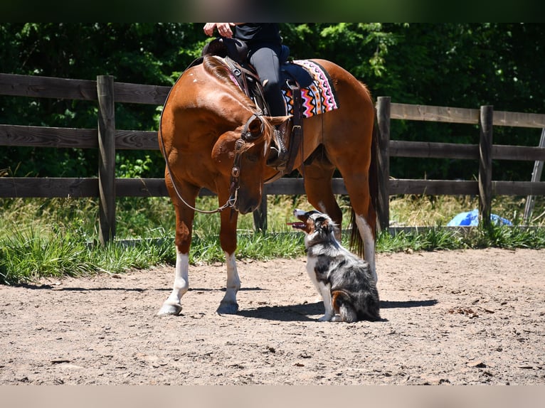 American Quarter Horse Ruin 7 Jaar Donkere-vos in Strasburg