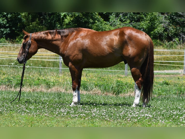 American Quarter Horse Ruin 7 Jaar Donkere-vos in Strasburg