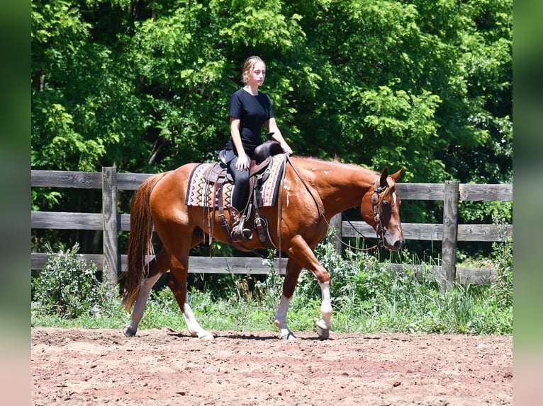American Quarter Horse Ruin 7 Jaar Donkere-vos in Strasburg
