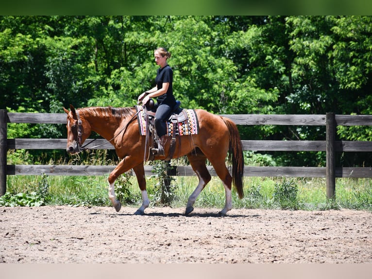 American Quarter Horse Ruin 7 Jaar Donkere-vos in Strasburg