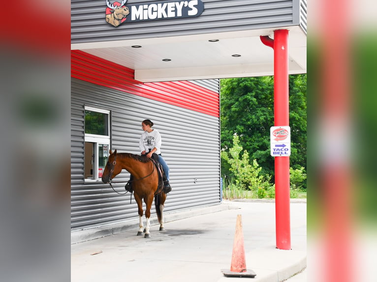 American Quarter Horse Ruin 7 Jaar Donkere-vos in Strasburg