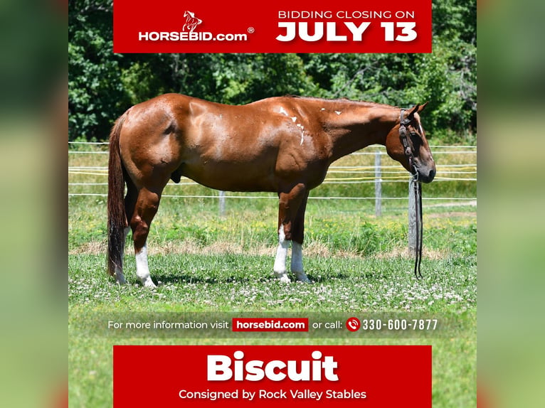 American Quarter Horse Ruin 7 Jaar Donkere-vos in Strasburg