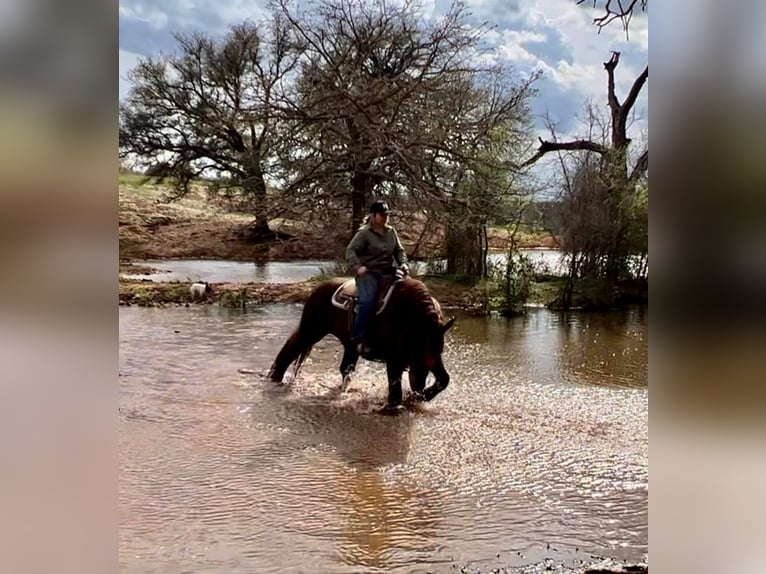 American Quarter Horse Ruin 7 Jaar Donkere-vos in Weatherford TX