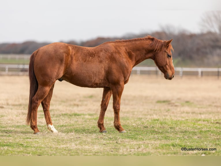 American Quarter Horse Ruin 7 Jaar Donkere-vos in Weatherford TX