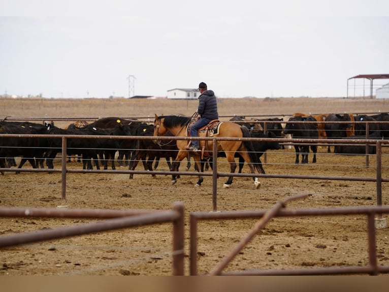 American Quarter Horse Ruin 7 Jaar Falbe in Amarillo