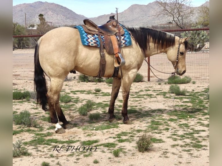 American Quarter Horse Ruin 7 Jaar Falbe in Congress, AZ