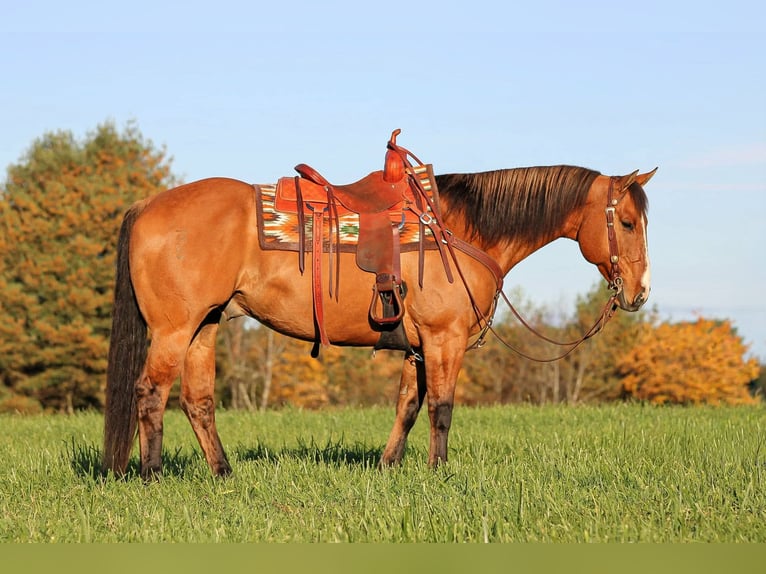 American Quarter Horse Ruin 7 Jaar Falbe in Clarion