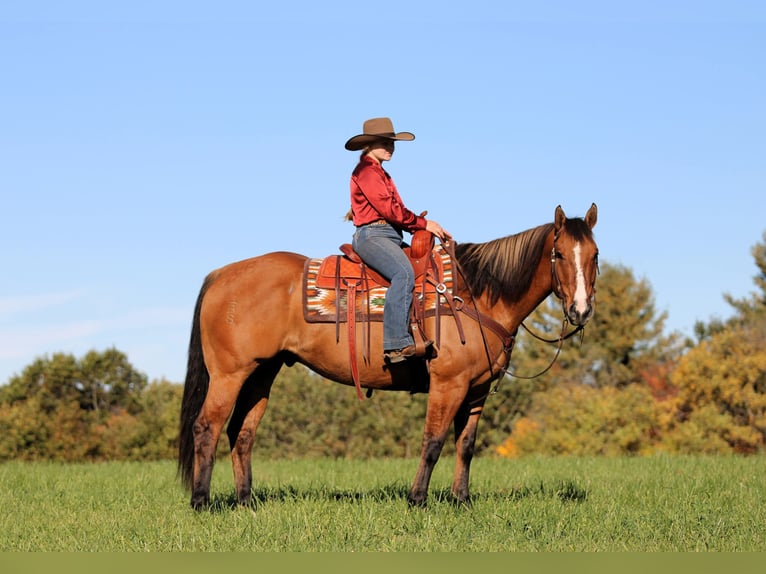 American Quarter Horse Ruin 7 Jaar Falbe in Clarion