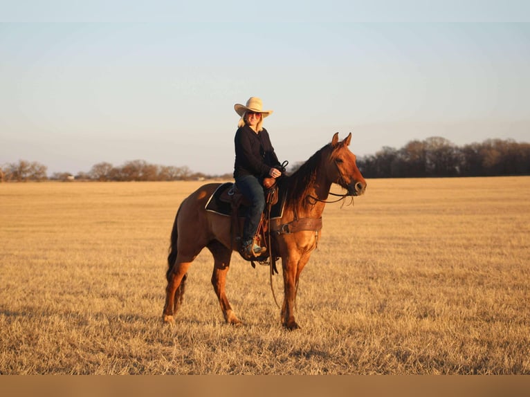 American Quarter Horse Ruin 7 Jaar Falbe in Stephenville, TX