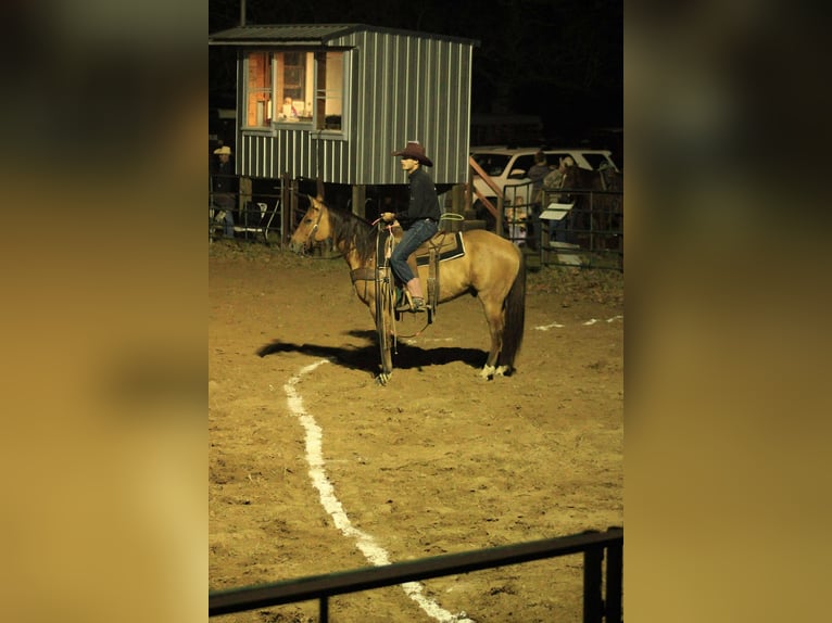 American Quarter Horse Ruin 7 Jaar Falbe in Stephenville, TX