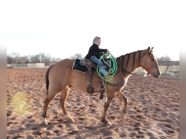 American Quarter Horse Ruin 7 Jaar Falbe in Stephenville, TX