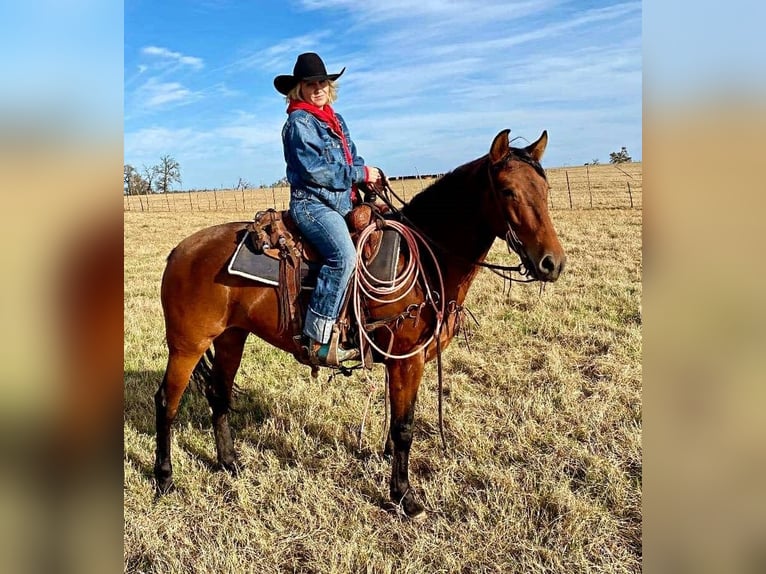 American Quarter Horse Ruin 7 Jaar Falbe in Stephenville, TX