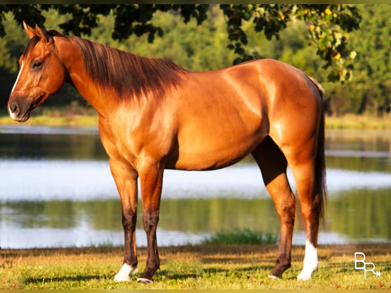 American Quarter Horse Ruin 7 Jaar Falbe in Mountain Grove MO