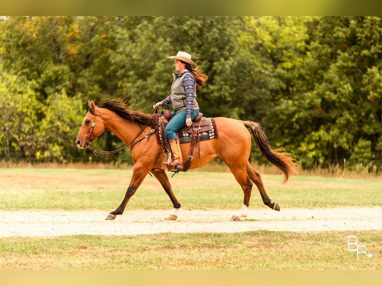 American Quarter Horse Ruin 7 Jaar Falbe in Mountain Grove MO