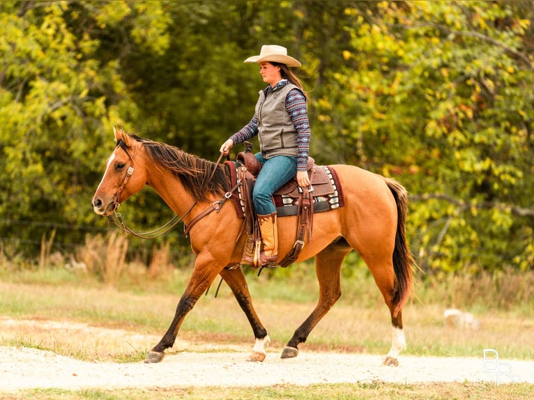 American Quarter Horse Ruin 7 Jaar Falbe in Mountain Grove MO