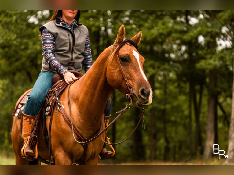 American Quarter Horse Ruin 7 Jaar Falbe in Mountain Grove MO