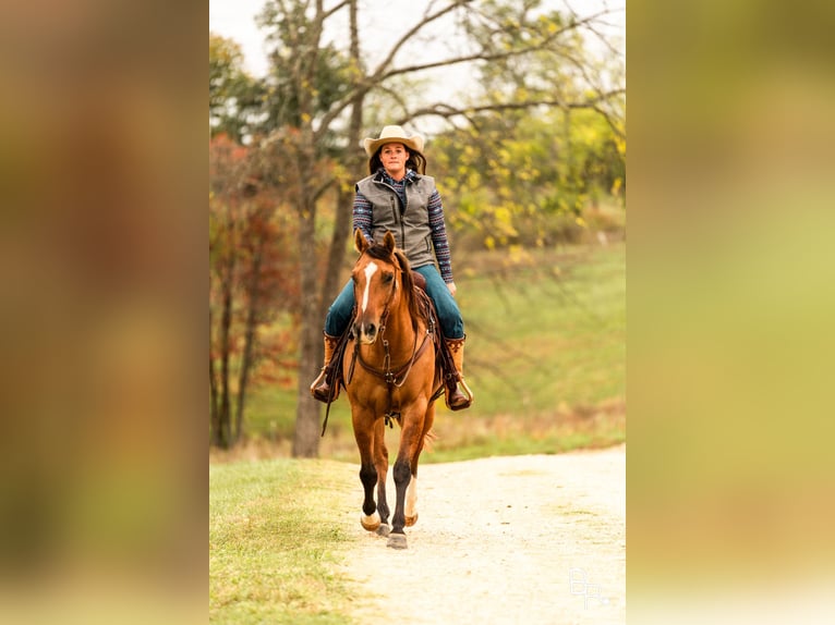 American Quarter Horse Ruin 7 Jaar Falbe in Mountain Grove MO