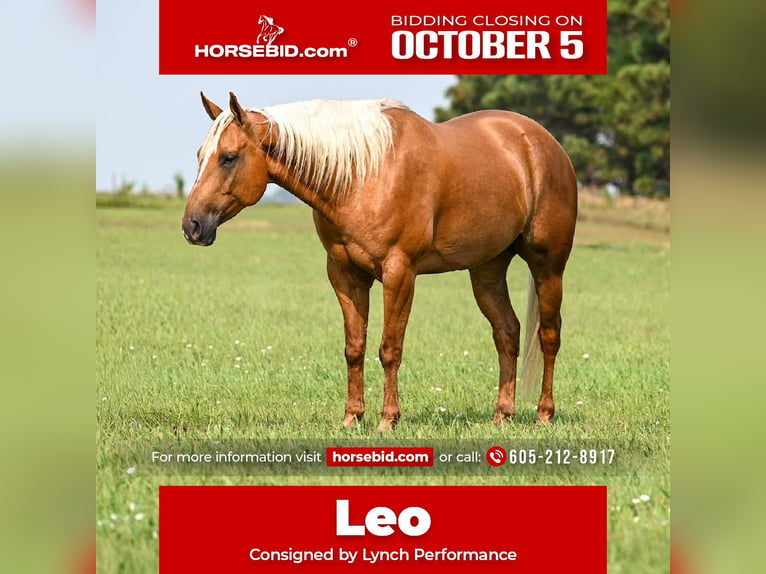 American Quarter Horse Ruin 7 Jaar Palomino in Canistota