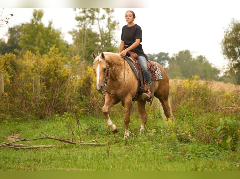 American Quarter Horse Ruin 7 Jaar Palomino in Fresno