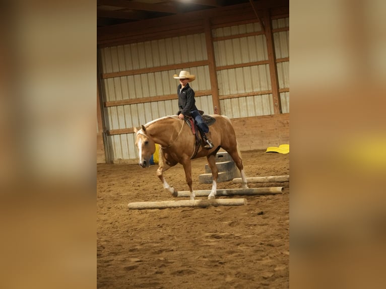 American Quarter Horse Ruin 7 Jaar Palomino in Fresno