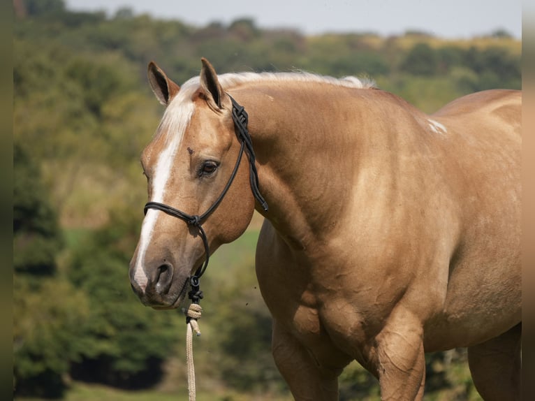 American Quarter Horse Ruin 7 Jaar Palomino in Fresno