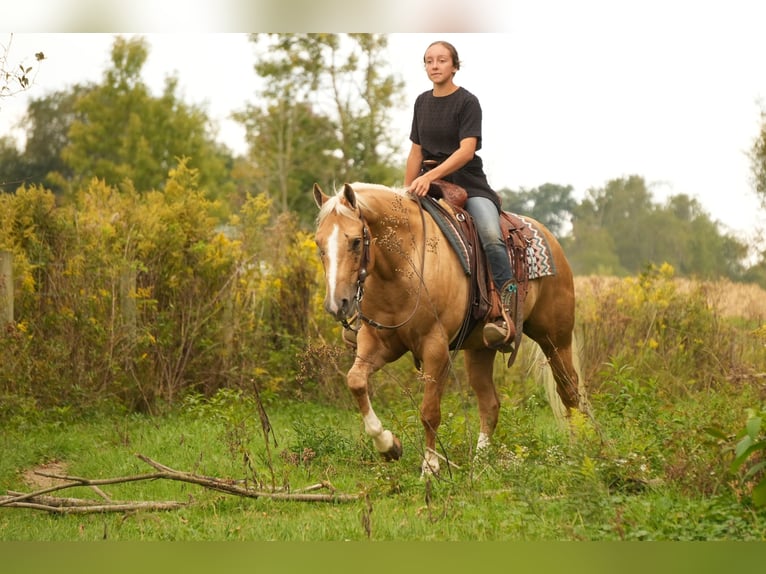 American Quarter Horse Ruin 7 Jaar Palomino in Fresno