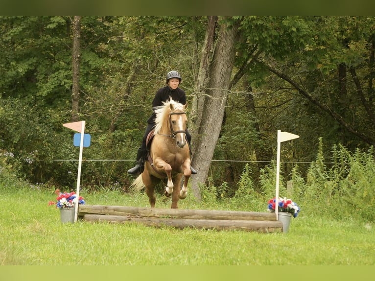 American Quarter Horse Ruin 7 Jaar Palomino in Fresno