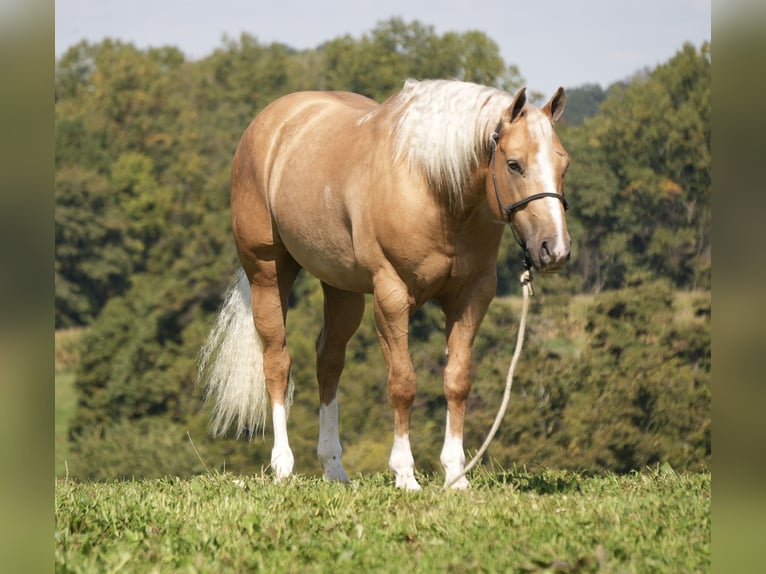 American Quarter Horse Ruin 7 Jaar Palomino in Fresno