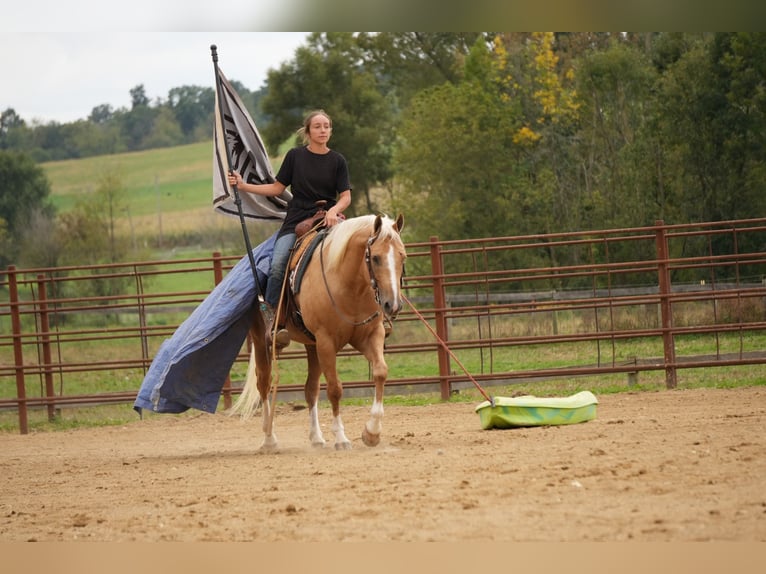 American Quarter Horse Ruin 7 Jaar Palomino in Fresno