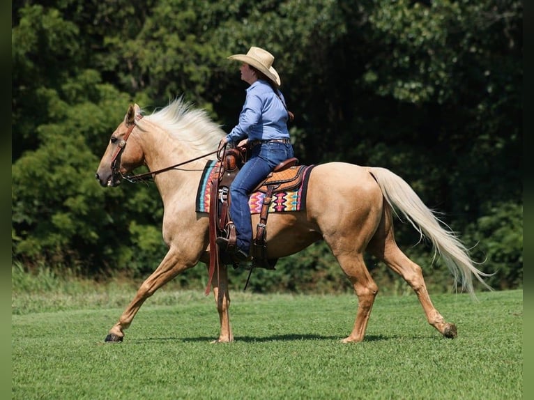 American Quarter Horse Ruin 7 Jaar Palomino in Brodhead, KY