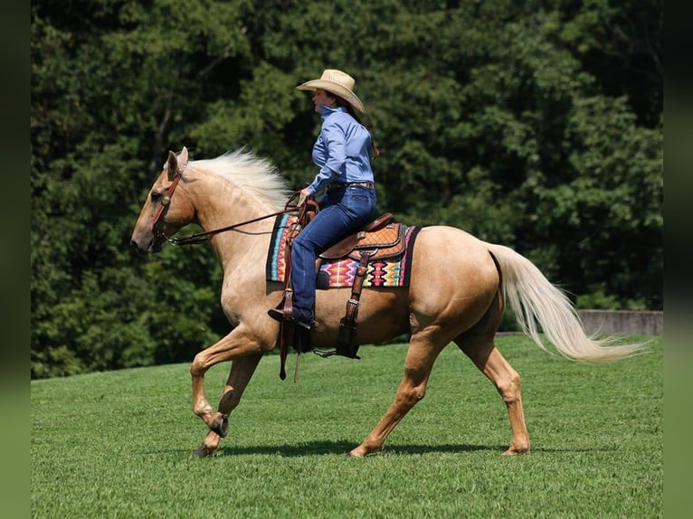 American Quarter Horse Ruin 7 Jaar Palomino in Brodhead, KY