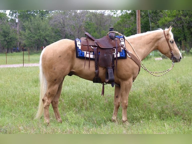 American Quarter Horse Ruin 7 Jaar Palomino in Morgan MIll TX