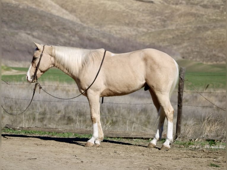 American Quarter Horse Ruin 7 Jaar Palomino in Paicines CA