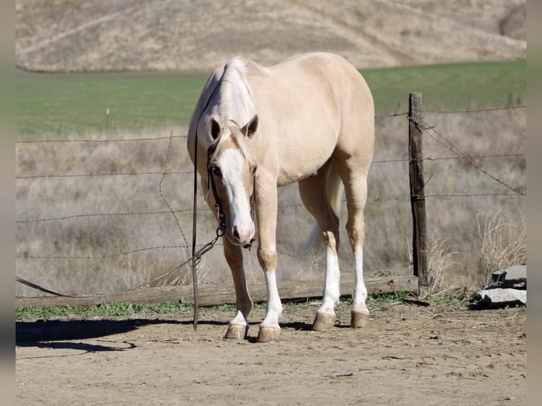 American Quarter Horse Ruin 7 Jaar Palomino in Paicines CA