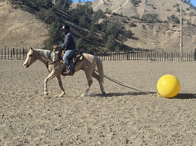 American Quarter Horse Ruin 7 Jaar Palomino in Paicines CA