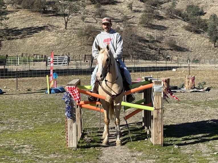 American Quarter Horse Ruin 7 Jaar Palomino in Paicines CA