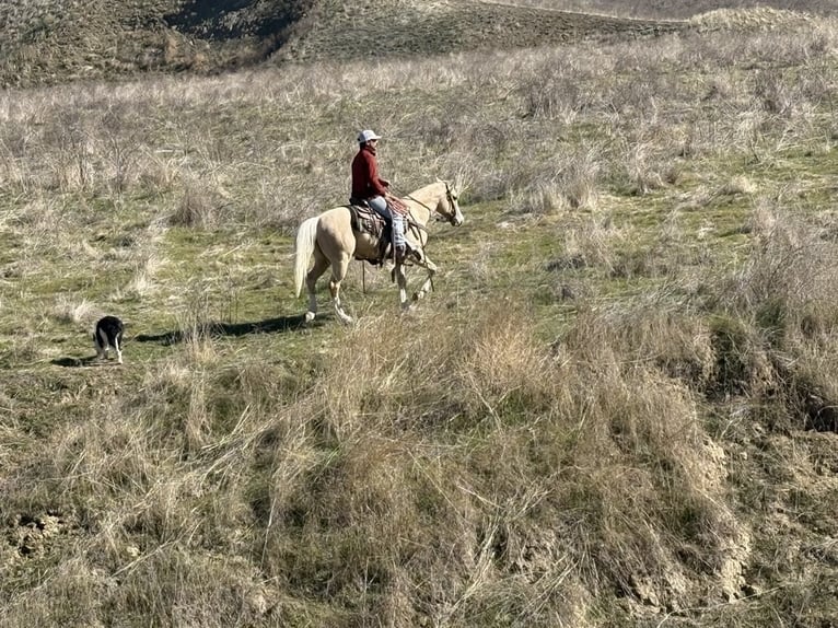 American Quarter Horse Ruin 7 Jaar Palomino in Paicines CA