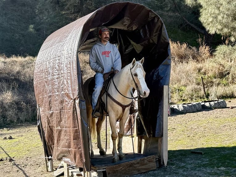 American Quarter Horse Ruin 7 Jaar Palomino in Paicines CA